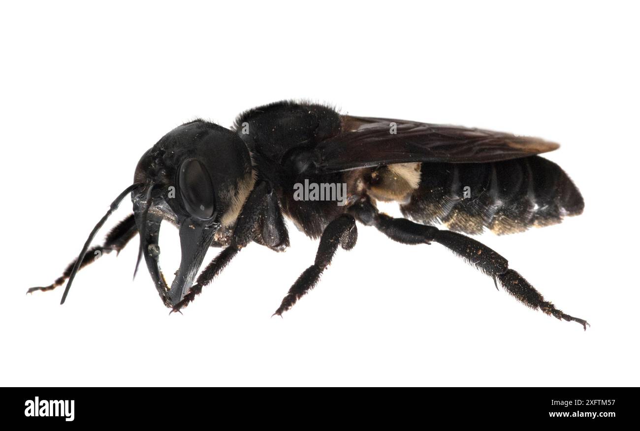 L'ape gigante di Wallace (Megachile pluto) è l'ape più grande del mondo, che è circa 4 volte più grande di un'ape del miele europea. Una delle prime immagini di un membro vivente di questa specie. Mollucas, Indonesia. Gennaio 2019 Foto Stock