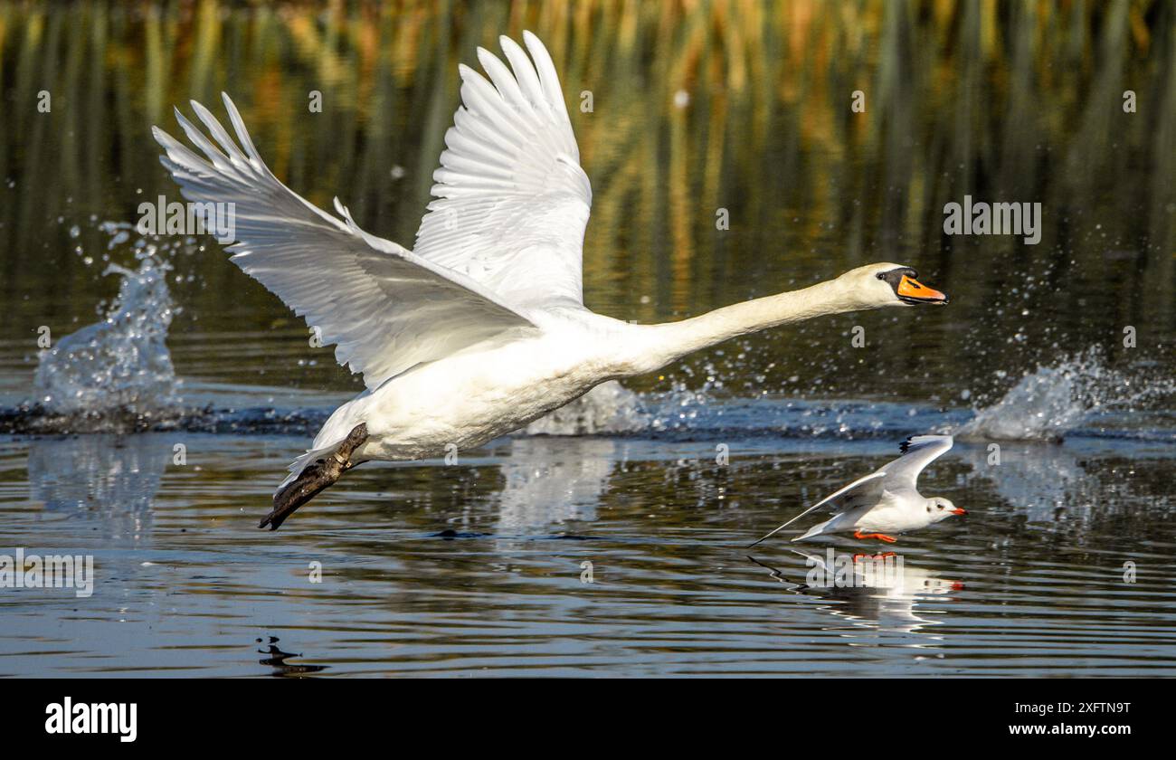 Uccelli - fotografie naturalistiche Foto Stock