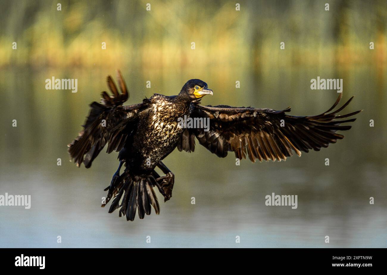 Uccelli - fotografie naturalistiche Foto Stock