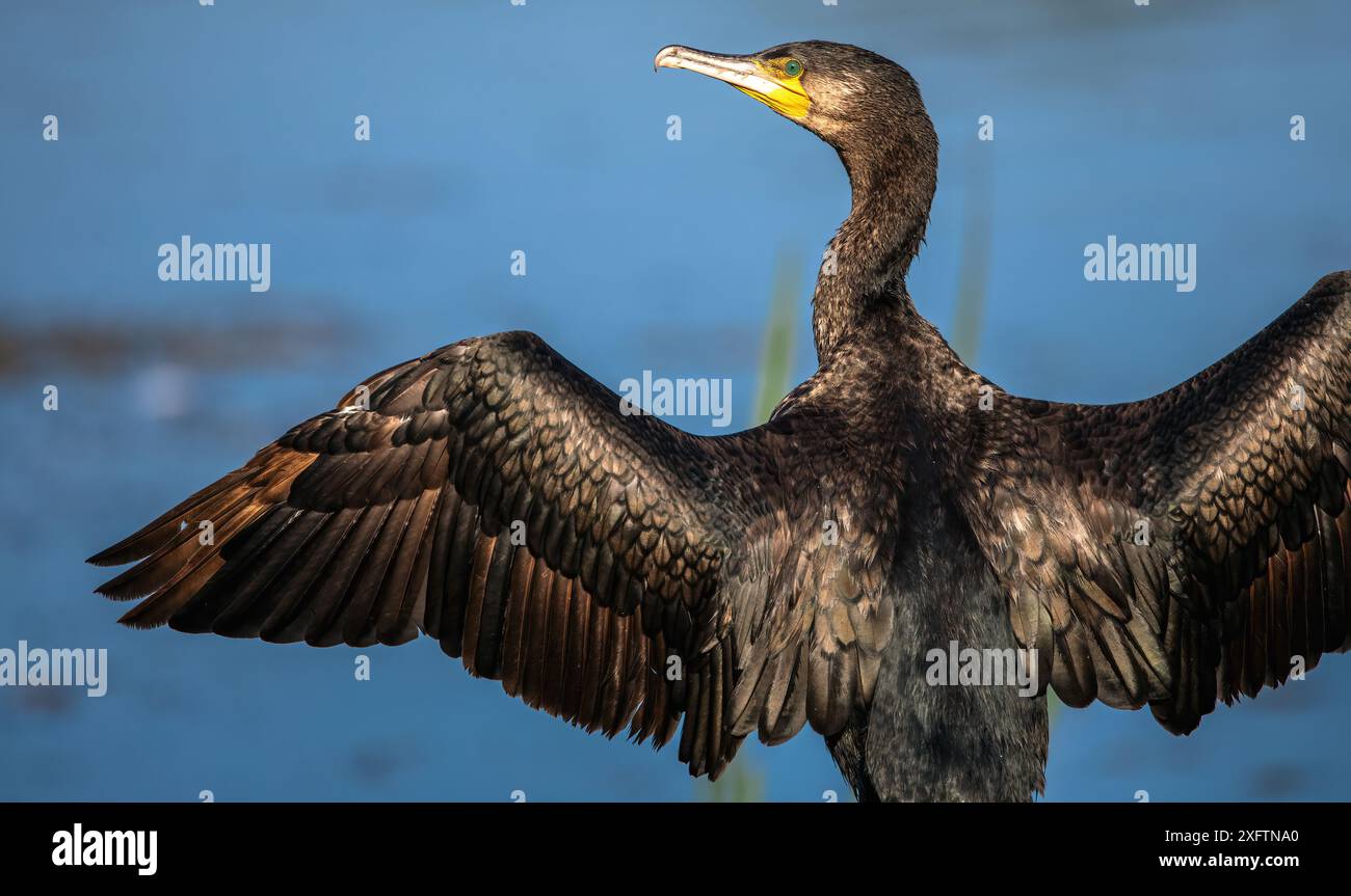 Uccelli - fotografie naturalistiche Foto Stock
