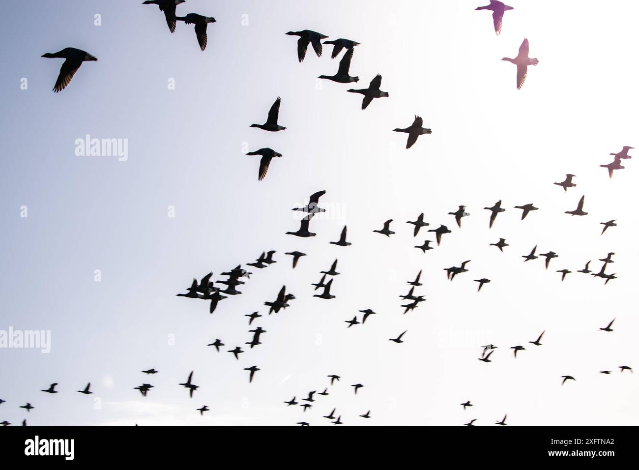Uccelli - fotografie naturalistiche Foto Stock