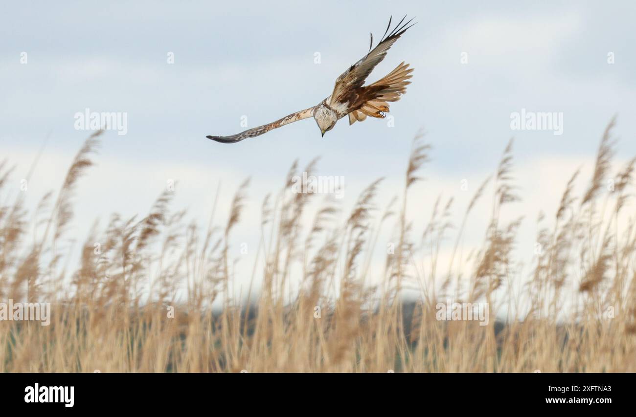 Uccelli - fotografie naturalistiche Foto Stock