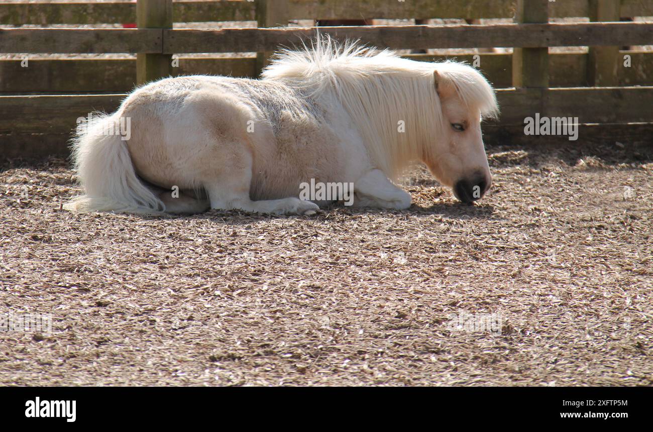 Un Grey White Horse che riposa in un Paddock stabile. Foto Stock