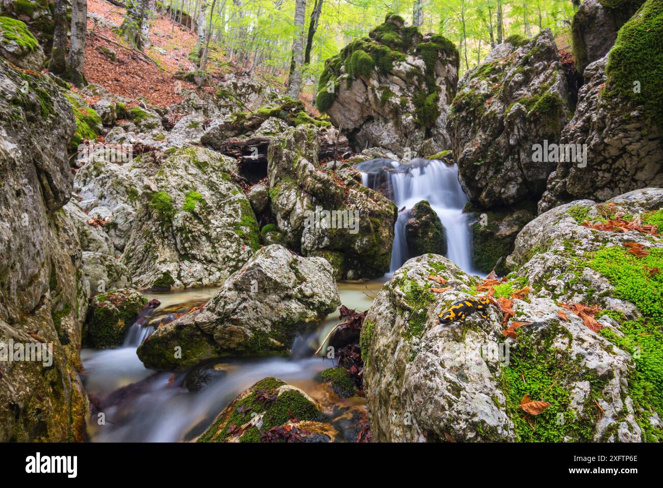 Salamandra appenninica (Salamandra salamandra gigliolii) lungo il torrente nella Foresta di faggio antico di Cacciagrande (Fagus sylvatica). Parco Nazionale d'Abruzzo, Lazio e Molise / Parco Nazionale d''Abruzzo, Lazio e Molise sito Patrimonio dell'Umanità dell'UNESCO OPI, Italia. Maggio. Foto Stock