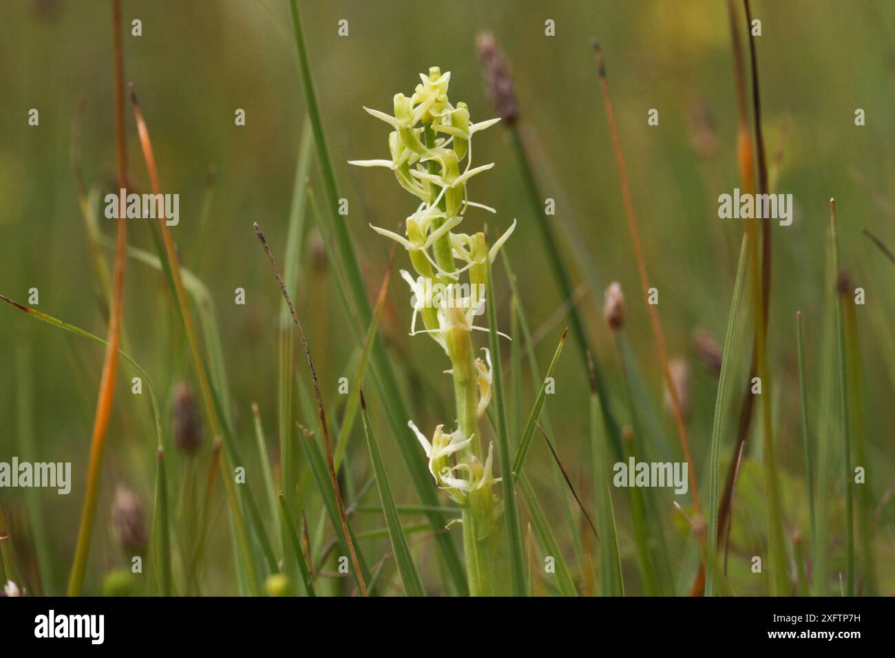 Fen orchidea (Liparis loeselli) in fiore, Whitford Burrows NNNR, Gower, Galles, Regno Unito. Luglio. Foto Stock