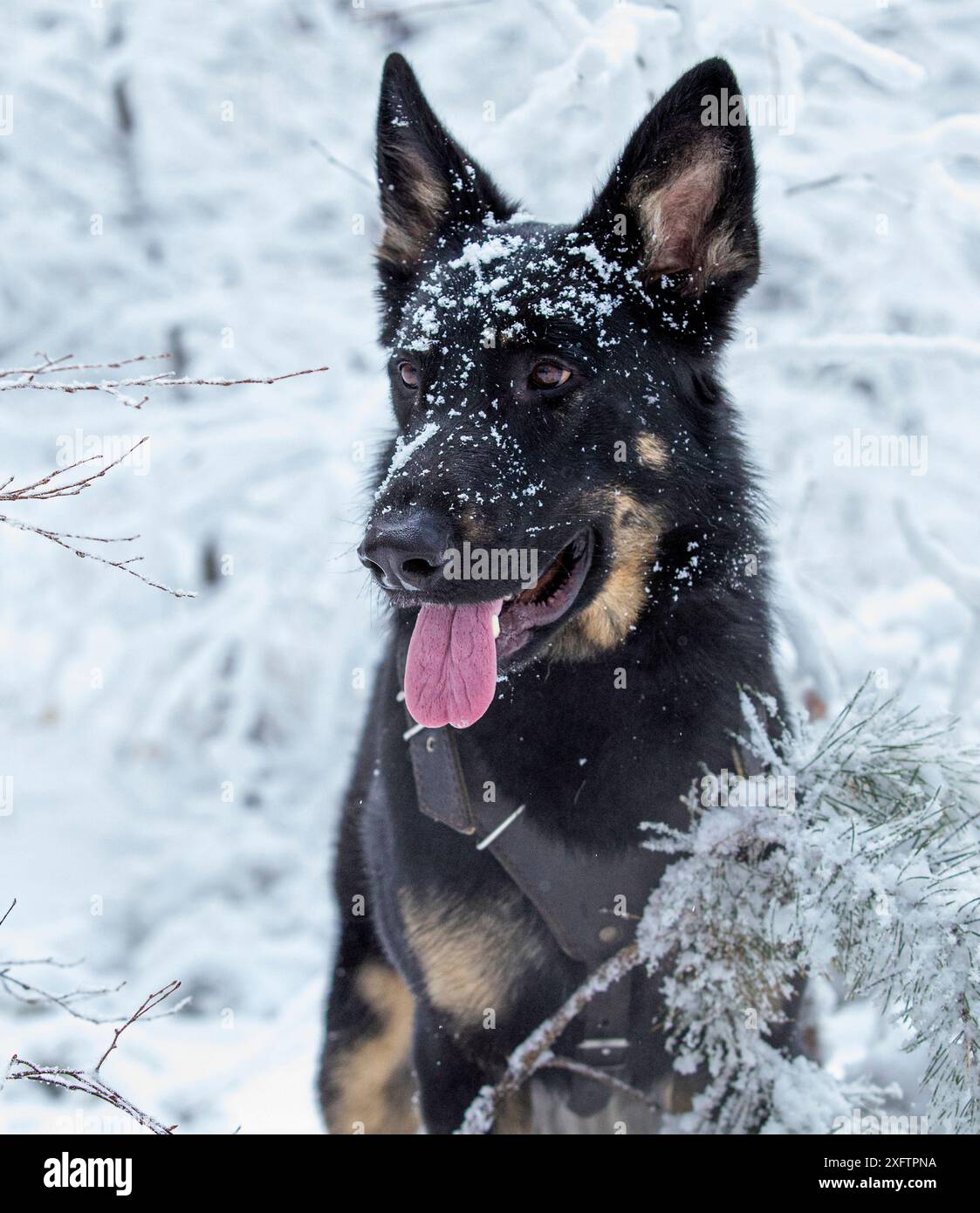 Un cane, un pastore tedesco, gioca nella foresta in inverno tra gli abeti innevati e gli alberi. Ritratto di un cane nella foresta invernale Foto Stock