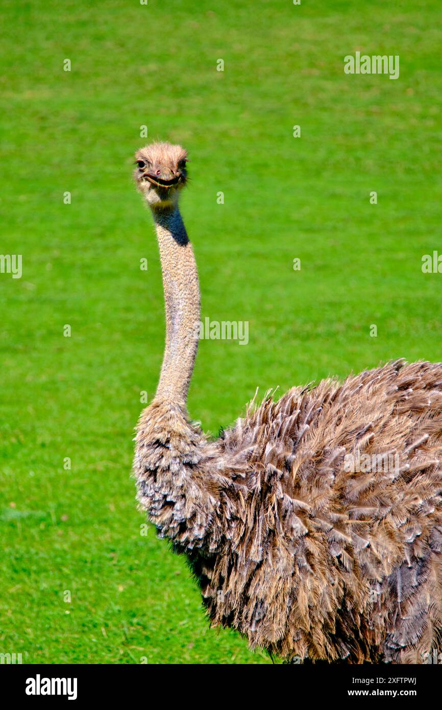 Uno struzzo (Struthio camelus) è in piedi in un campo. Foto Stock