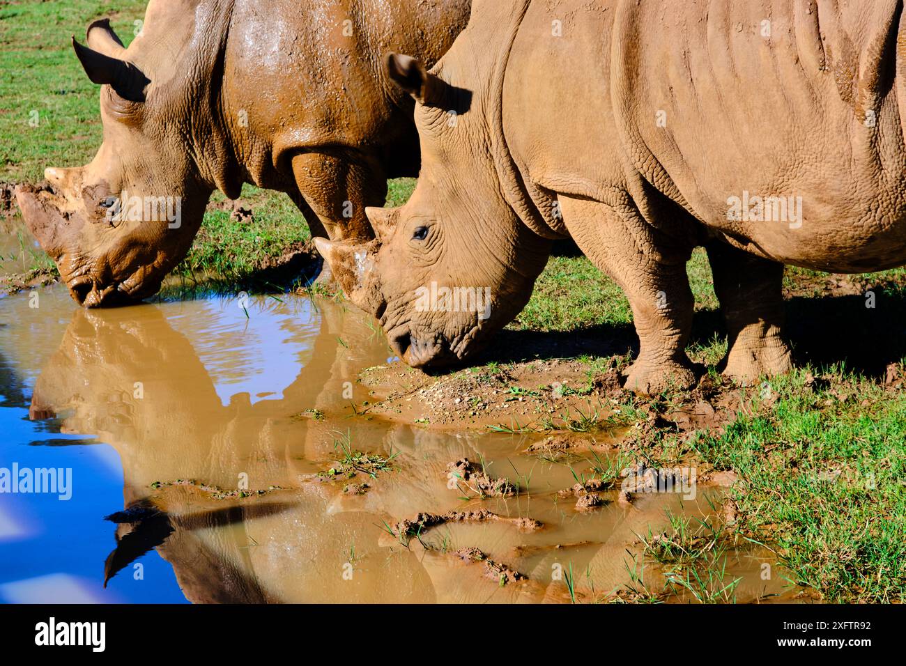 Due rinoceronti bianchi (Ceratotherium simum) che bevono in uno stagno. Foto Stock