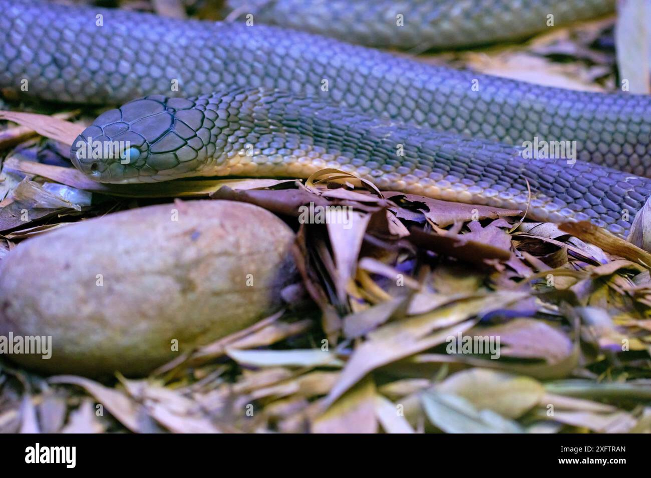 Un cobra reale (Ophiophagus hannah), serpente velenoso endemico dell'Asia. Foto Stock
