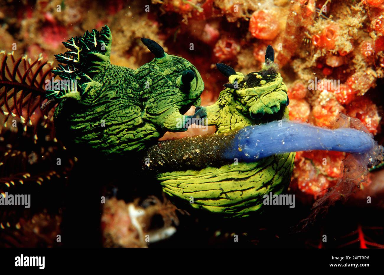 Nudirami di accoppiamento, Neon Slugs, Tambja sp., Indonesia, Oceano Indiano, parco nazionale di Komodo Foto Stock