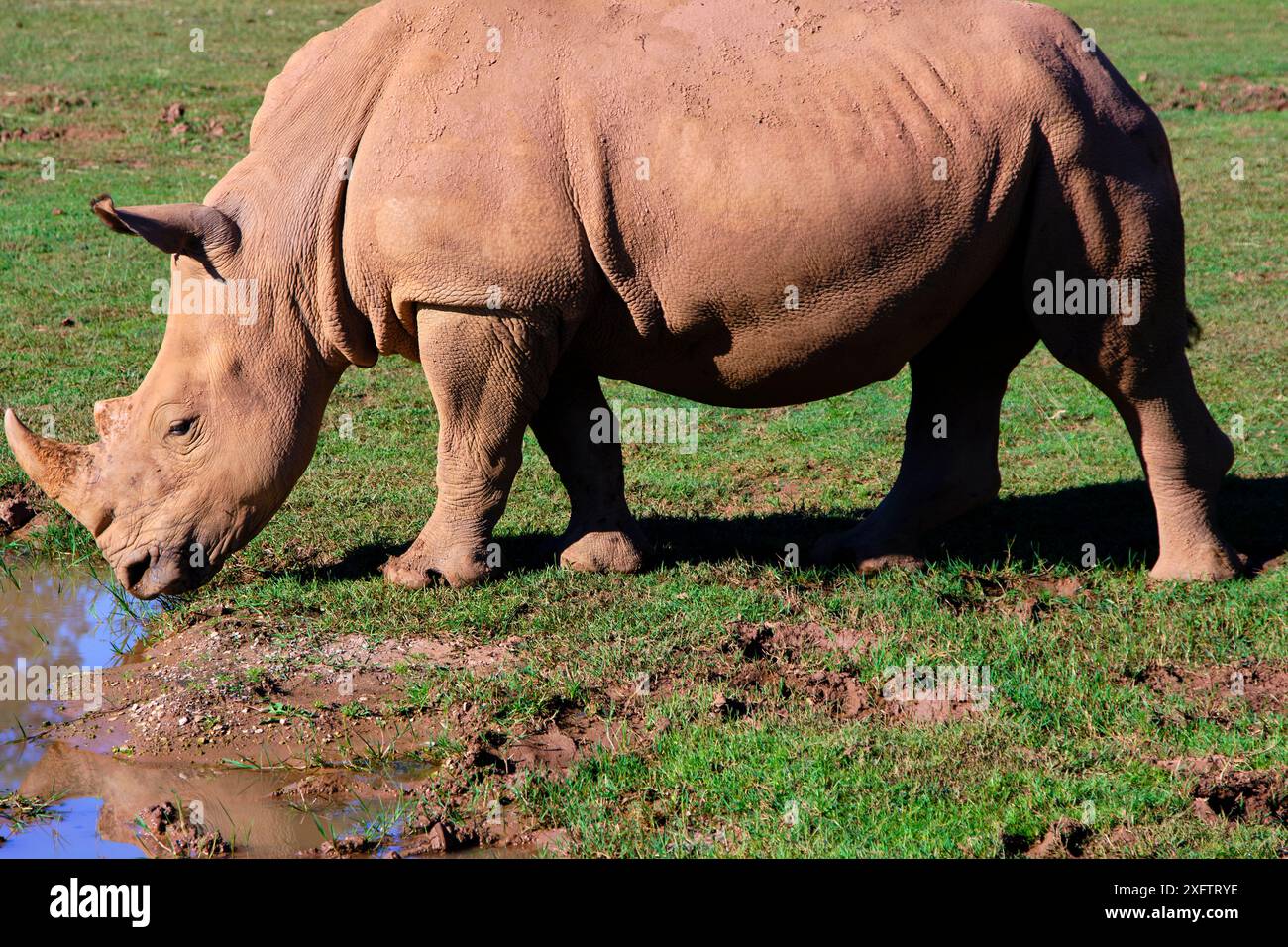 Un rinoceronte bianco (Ceratotherium simum) sta mangiando erba in un campo. Il rinoceronte è grande e ha un corno sulla testa. Foto Stock
