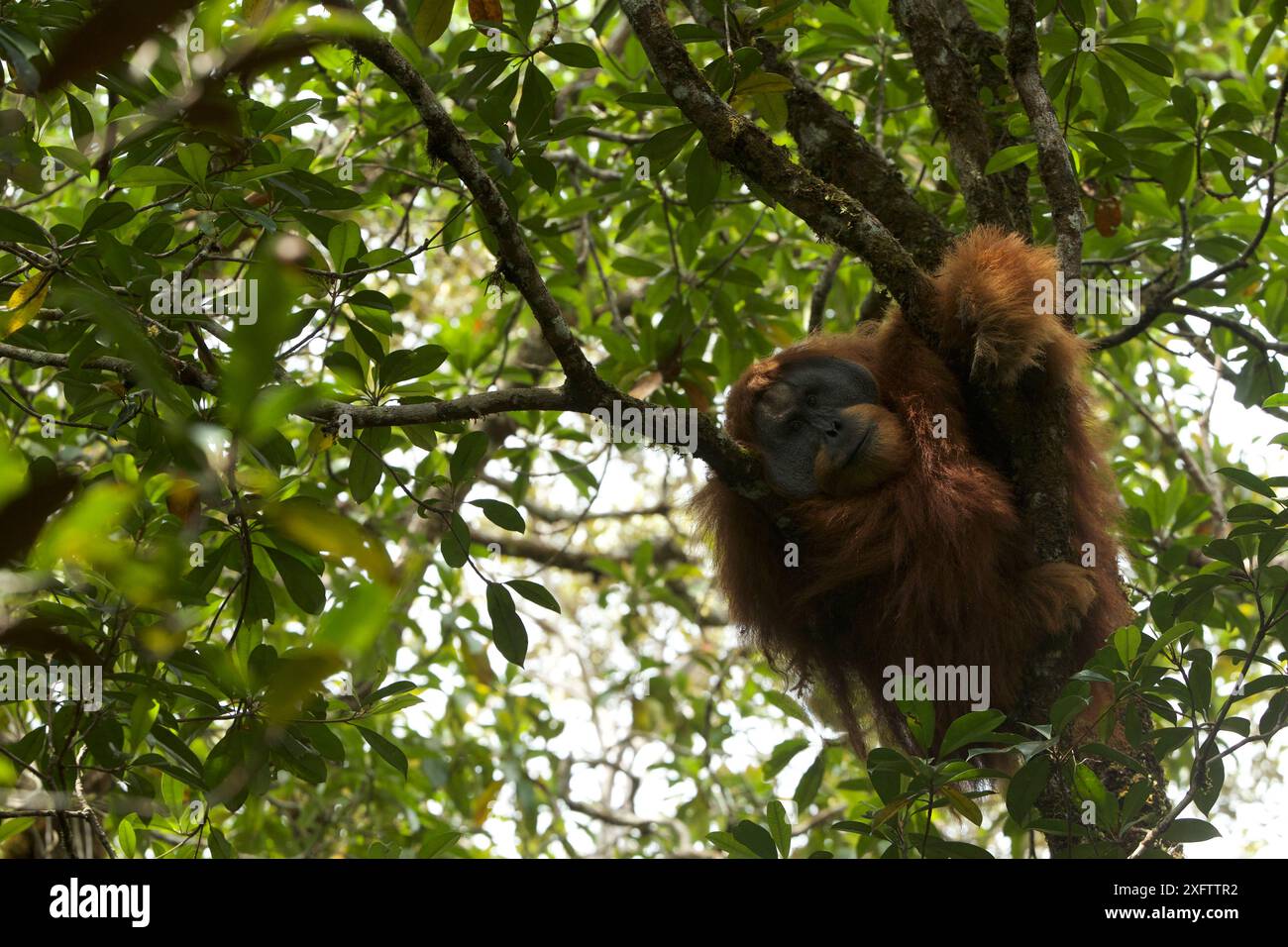 Tapanuli orangutan (Pongo tapanuliensis) Togus, maschio adulto flangiato, che cerca di pisolare nell'albero, foresta di Batang Toru. Sumatran Orangutan Conservation Project, provincia di Sumatra settentrionale, Indonesia. Foto Stock