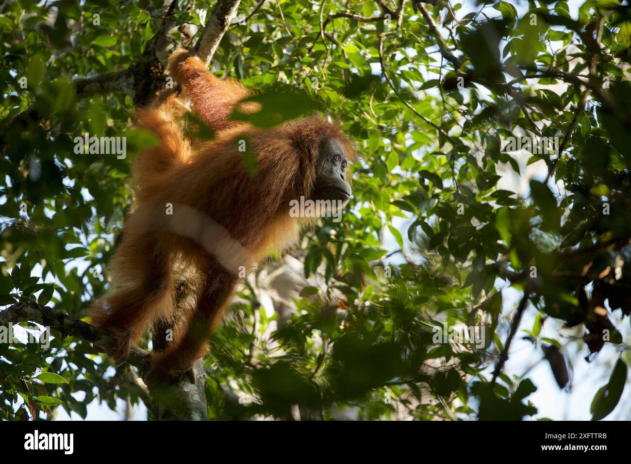 Tapanuli Orangutan (Pongo tapanuliensis) Tiur, femmina adulta, foresta di Batang Toru. Sumatran Orangutan Conservation Project, provincia di Sumatra settentrionale, Indonesia. Foto Stock