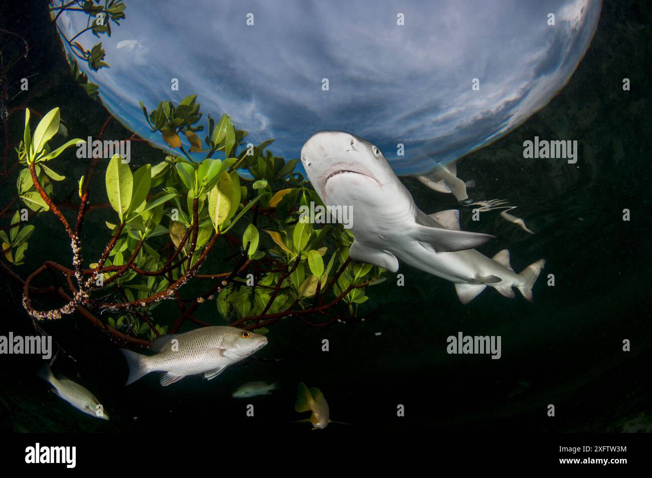 Cucciolo di squalo limone (Negaprion brevirostris) nella foresta di mangrovie che funge da vivaio per il novellame di questa specie. Eleuthera, Bahamas. Foto Stock