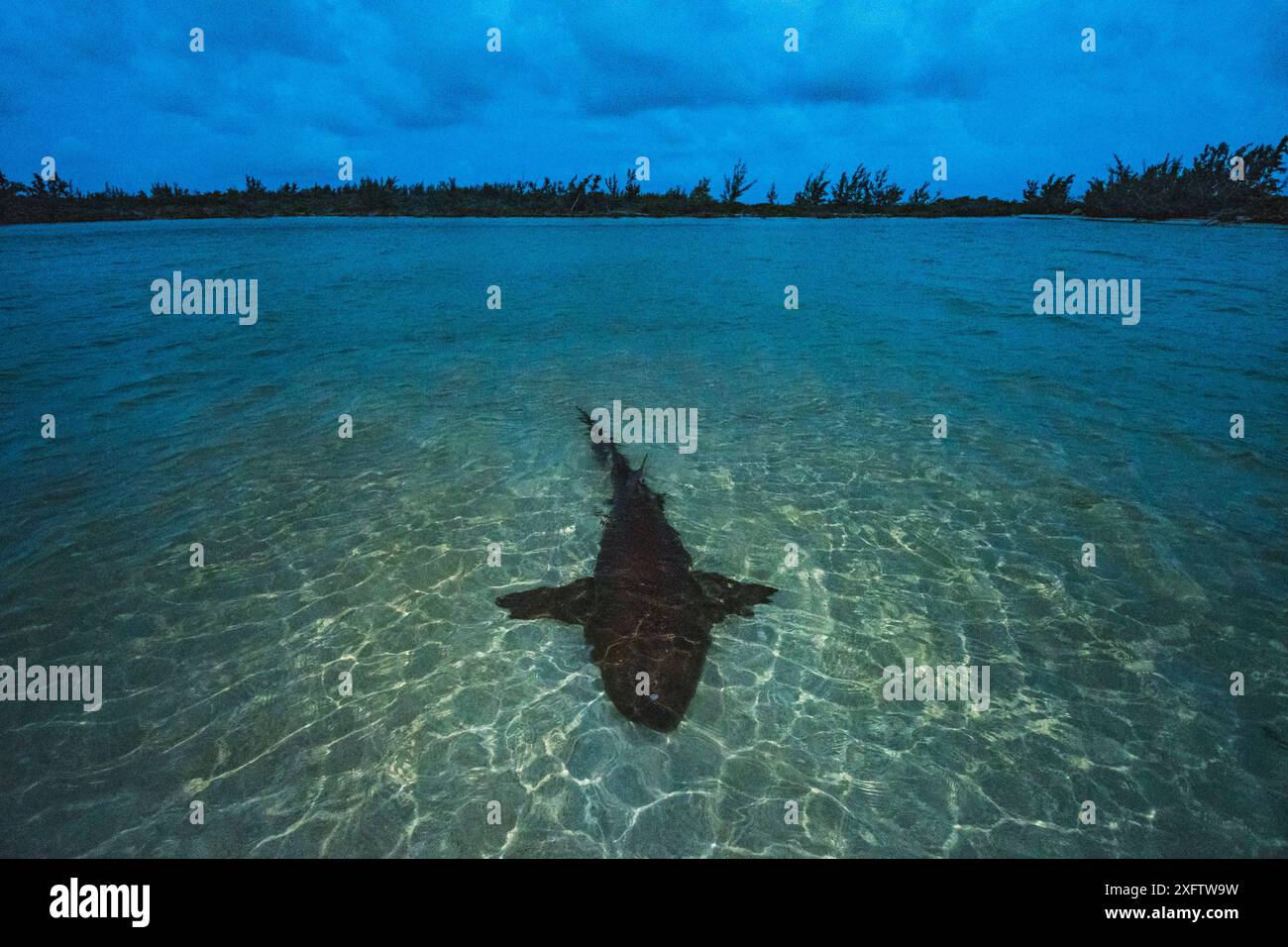 Lo squalo nutrice (Ginglymostoma cirratum) riposa in acque poco profonde al tramonto per risparmiare energia per l'accoppiamento che avrà luogo la mattina successiva. Eleuthera, Bahamas. Foto Stock