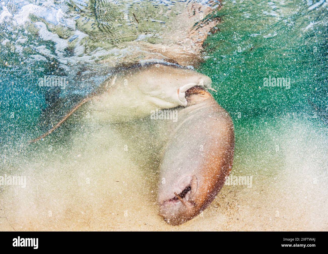 Squalo nutrice (Ginglymostoma cirratum) maschio che morde sulla pinna pettorale di una femmina durante l'accoppiamento, Eleuthera, Bahamas. Foto Stock