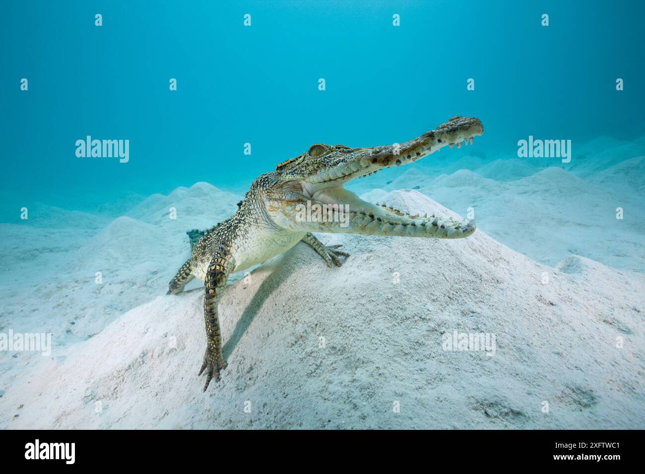 Coccodrillo di acqua salata (Crocodylus porosus) sul fondo del mare Foto Stock