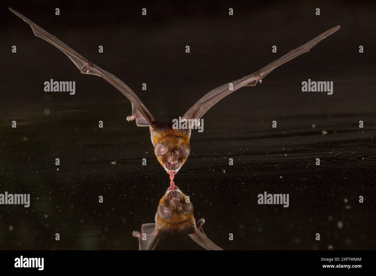 Il pipistrello tridente africano (Triaenops afer) prende un drink in uno stagno nel Parco Nazionale di Gorongosa, Mozambico. Foto Stock