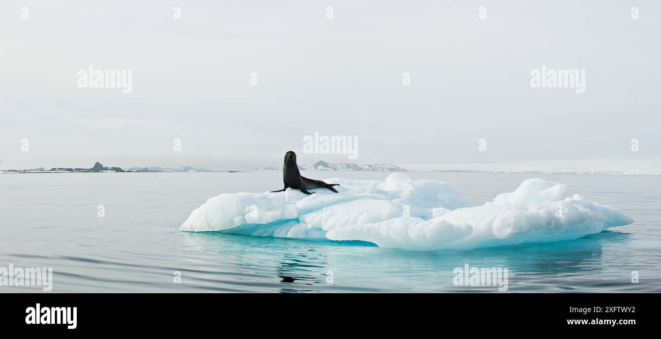 Una foca del Capo si crogiola alla luce di un bellissimo Iceberg vicino all'isola di Barrientos in Antartide. Foto Stock