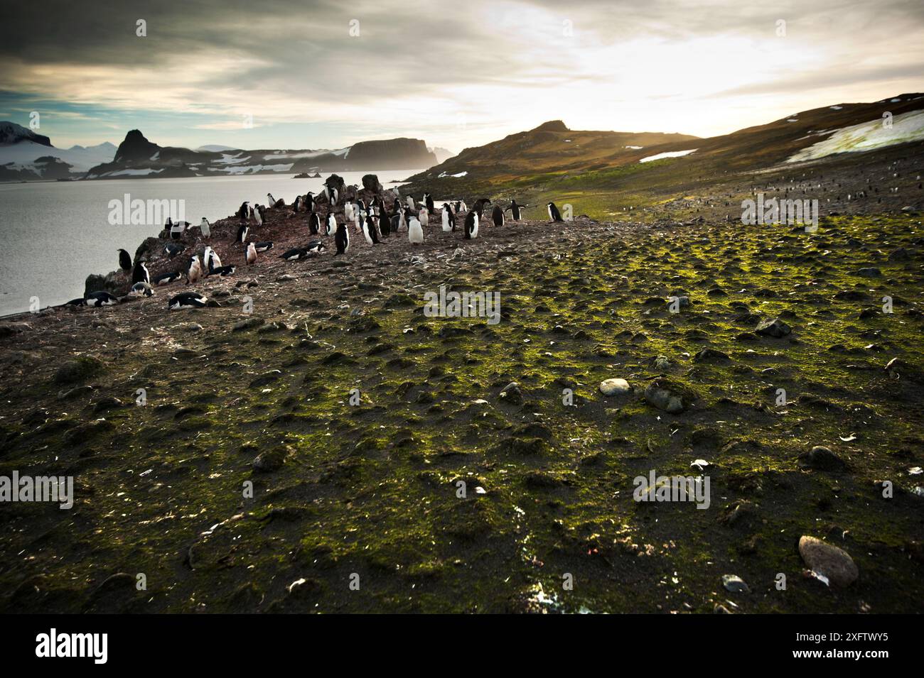 I pinguini Chinstrap gettano la loro casa sull'isola di Barrientos. L'illuminazione e l'ambiente lussureggiante offrono un terreno di allevamento e alimentazione incredbile. Foto Stock