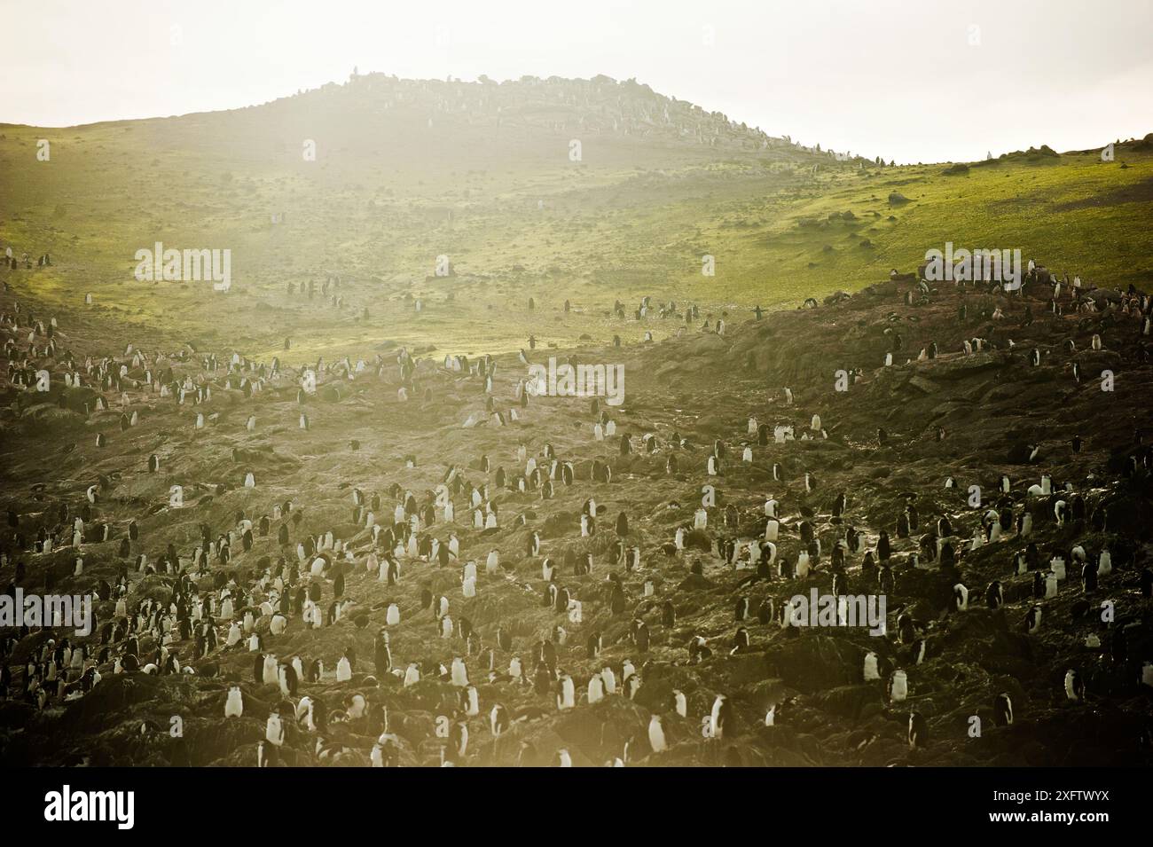 I pinguini Chinstrap gettano la loro casa sull'isola di Barrientos. L'illuminazione e l'ambiente lussureggiante offrono un terreno di allevamento e alimentazione incredbile. Foto Stock