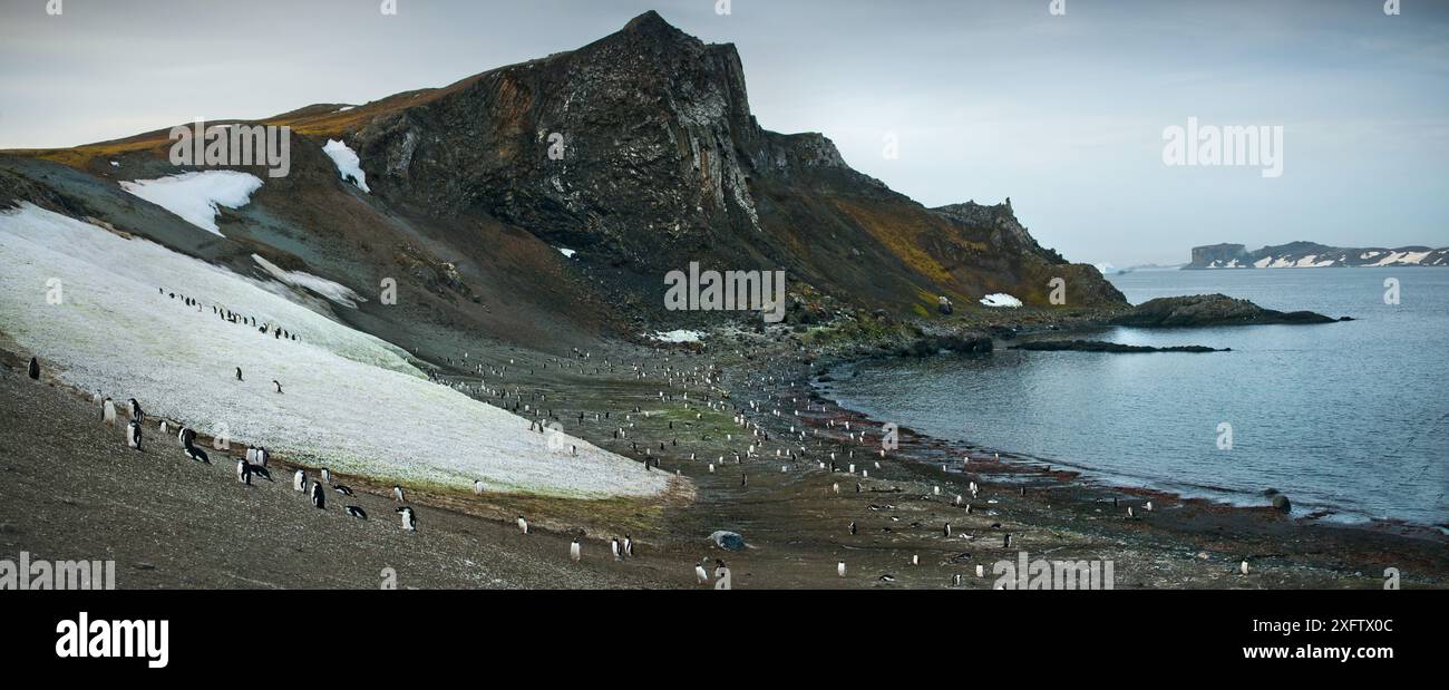 I pinguini Chinstrap gettano la loro casa sull'isola di Barrientos. L'illuminazione e l'ambiente lussureggiante offrono un terreno di allevamento e alimentazione incredbile. Foto Stock