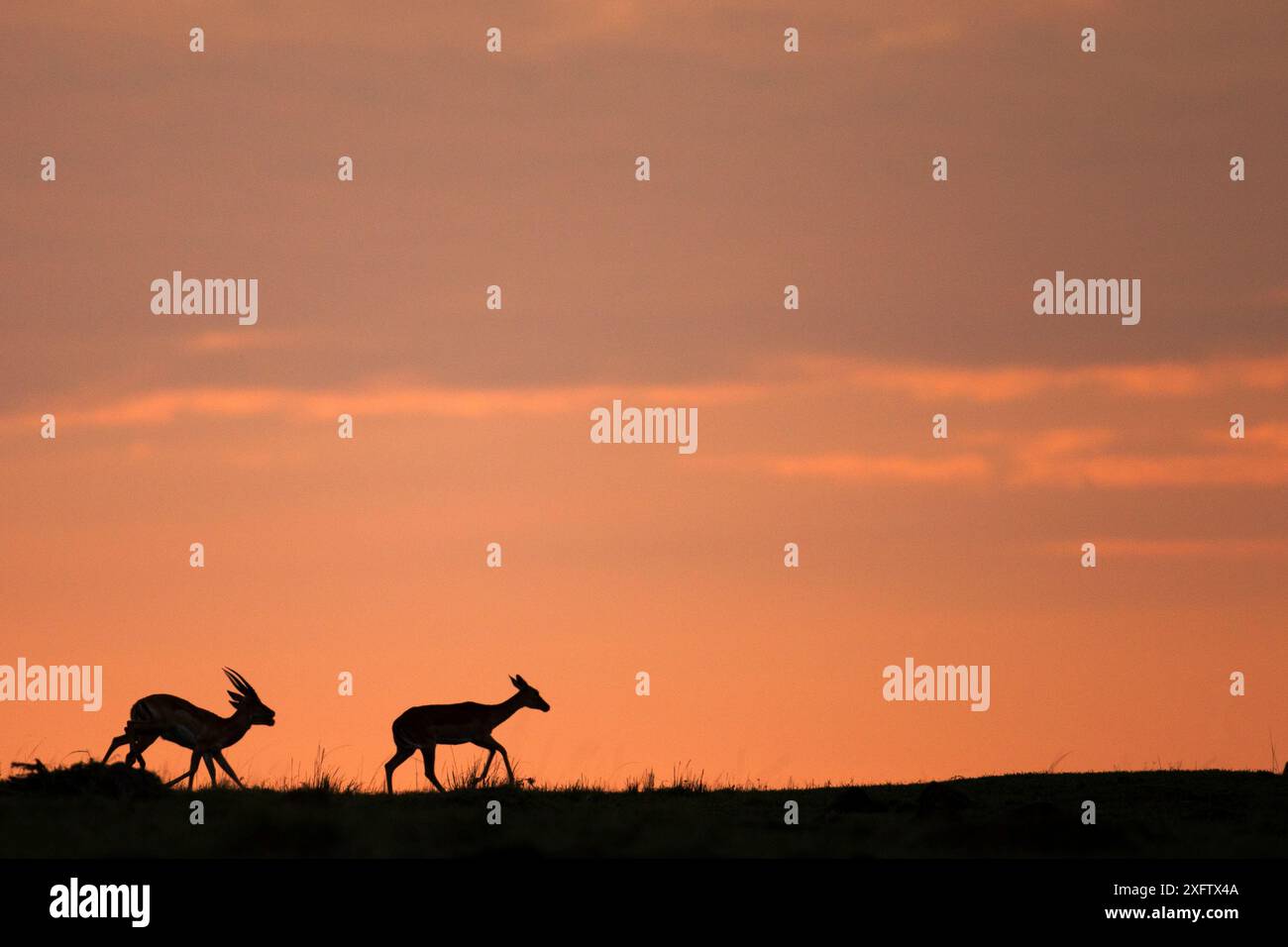 Impala (Aepyceros melampus) due sagome all'alba, Masai Mara National Reserve, Kenya. Foto Stock