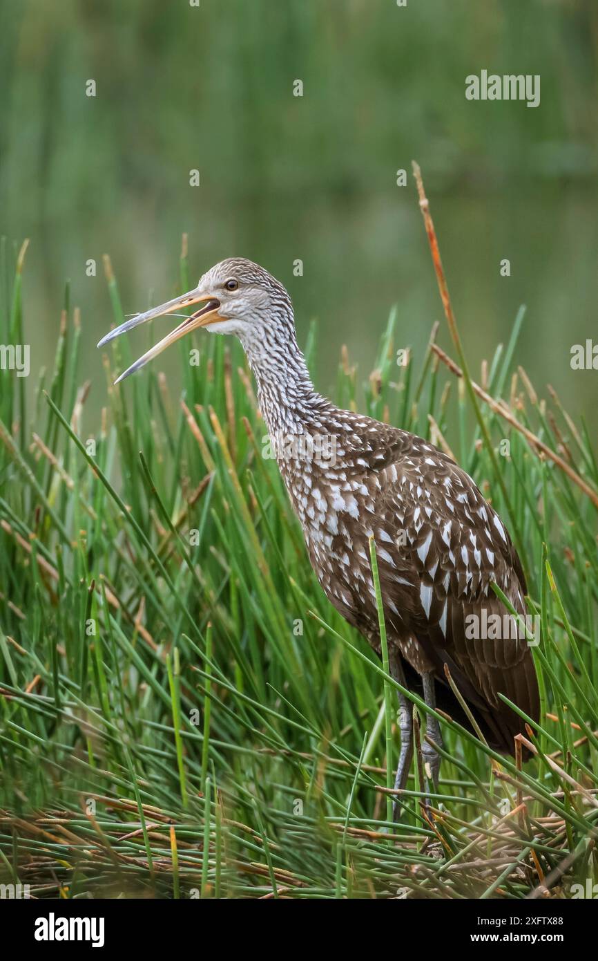 Limpkin (Aramus guarauna) chiamata adulti, Wakodahatchee Wetlands, Florida, Stati Uniti, marzo. Foto Stock