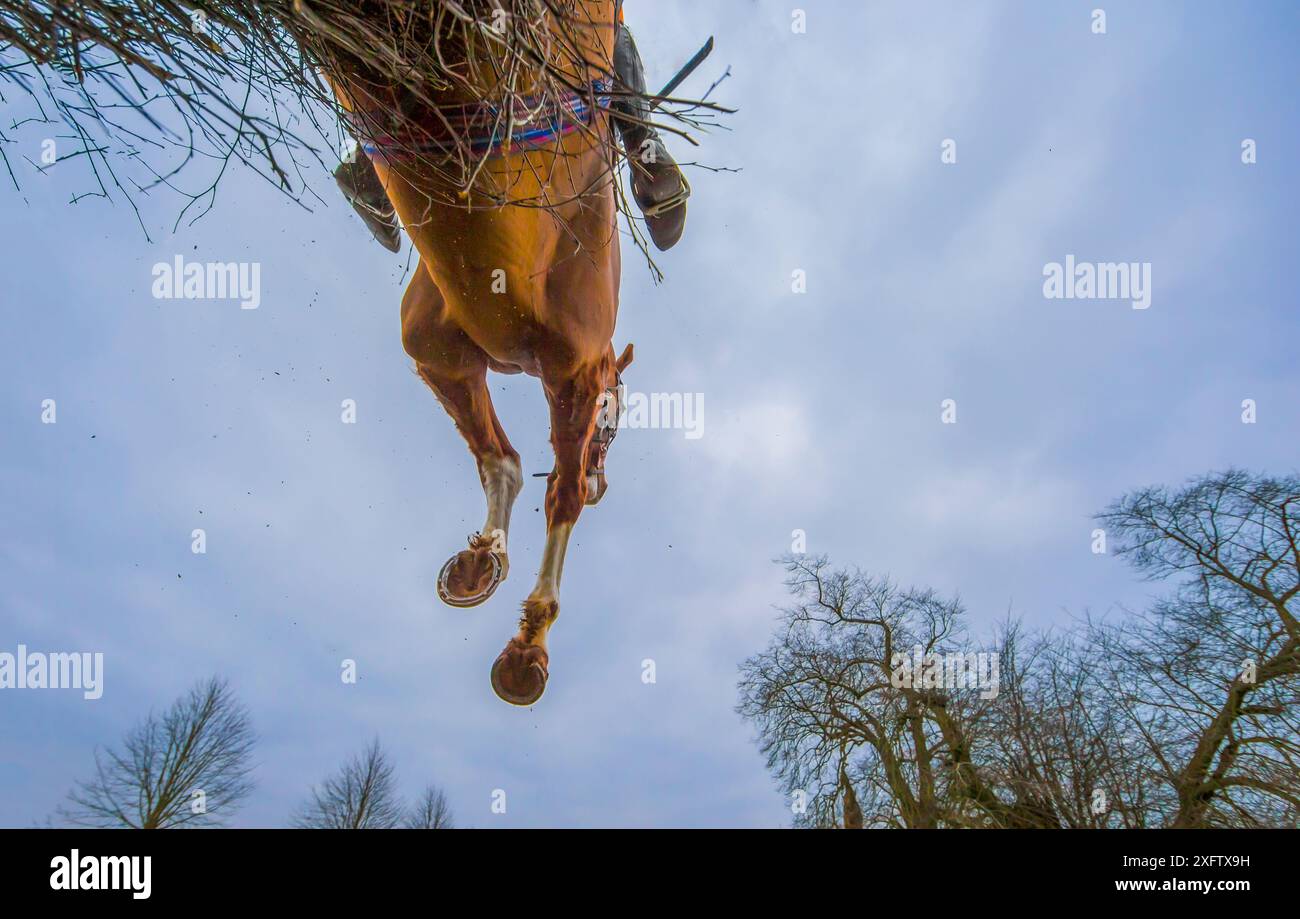 Punto-punto horse racing, basso angolo di vista delle corse ippiche saltando la recinzione, Monmouthshire, Wales, Regno Unito. Marzo 2014. Foto Stock