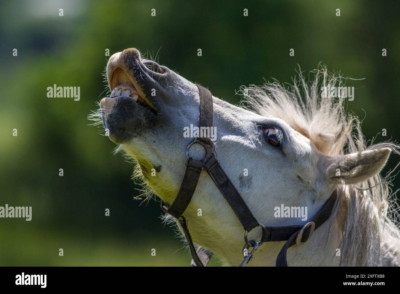 Pony di montagna gallese, risposta dei polacchi. Foto Stock