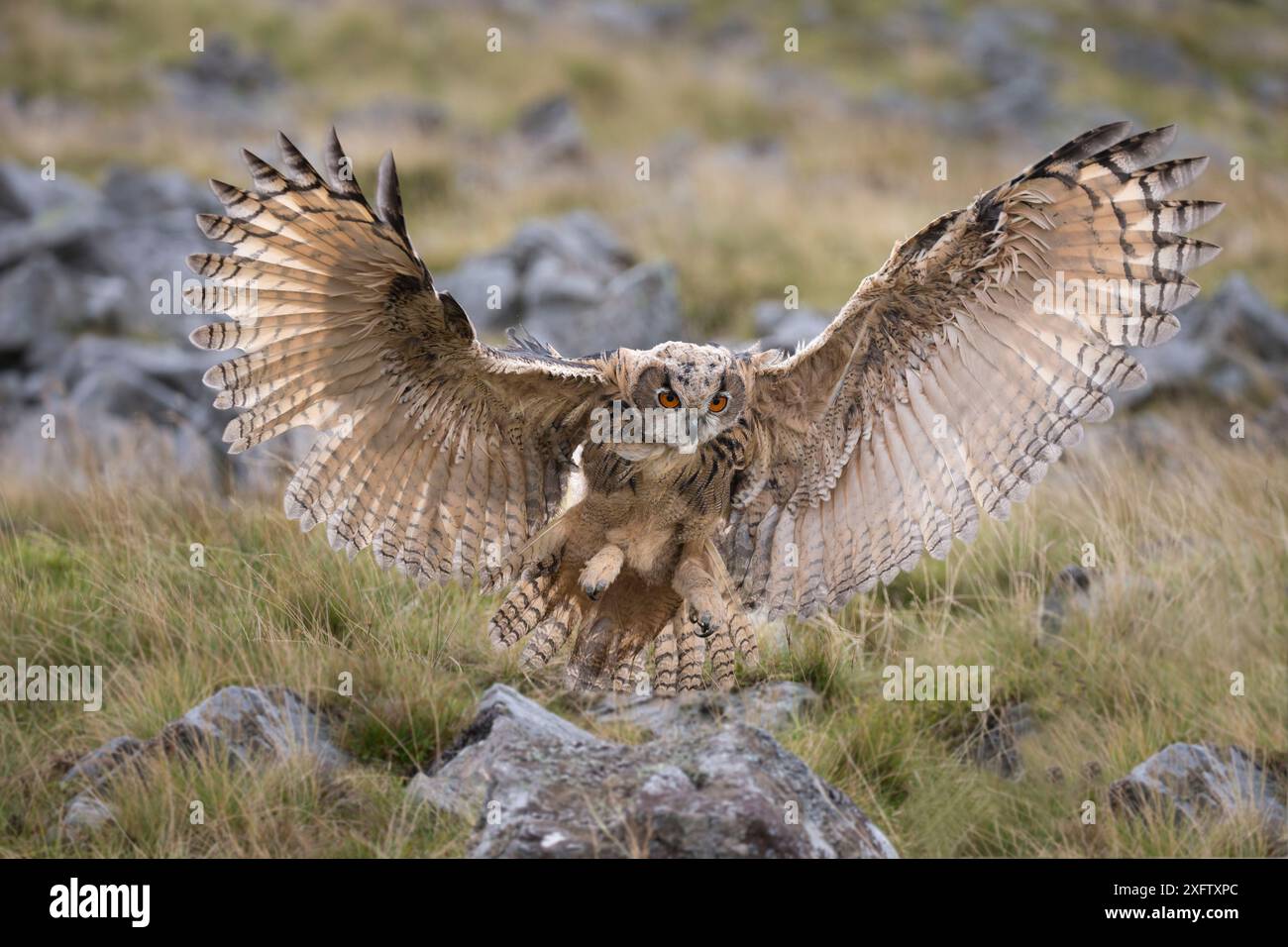 Gufo dell'aquila eurasiatica (bubo bubo), sbarco giovanile, Cumbria, Regno Unito, agosto. Prigioniero. Foto Stock