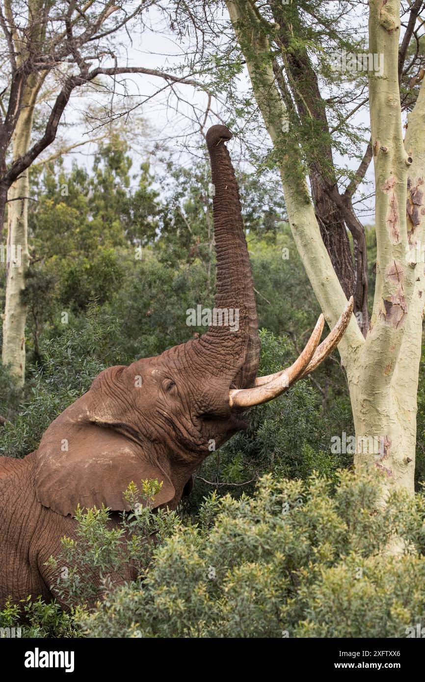 Elefante (Loxodonta africana) toro che si nutre dell'albero della febbre (Vachellia xanthophloea), riserva privata di caccia Zimanga, KwaZulu-Natal, Sudafrica, giugno. Foto Stock Elefante (Loxodonta africana) toro che si nutre dell'albero della febbre (Vachellia xanthophloea), riserva privata di caccia Zimanga, KwaZulu-Natal, Sudafrica, giugno. Foto Stock