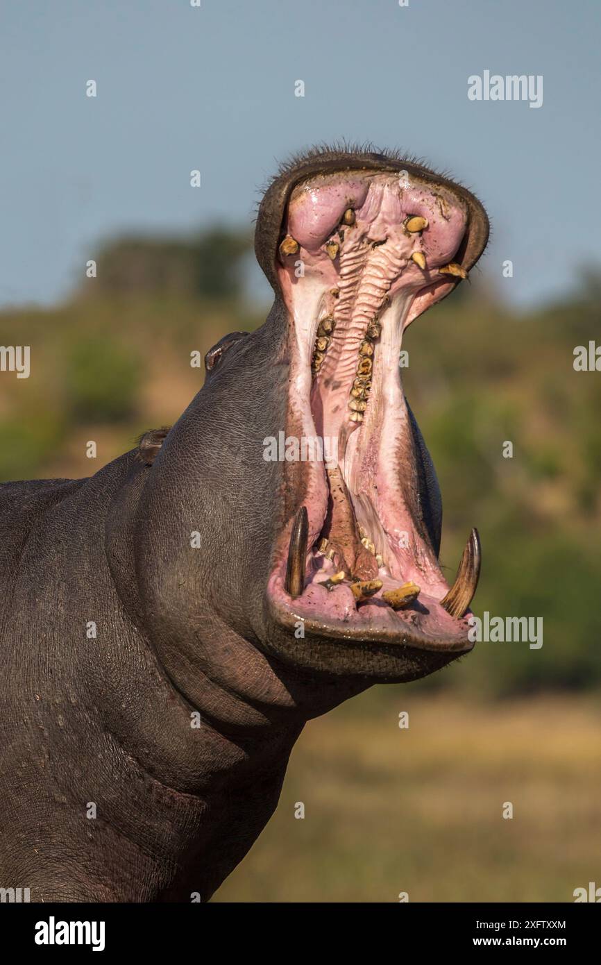 Hippopotamus amphibius (Hippopotamus amphibius) bocca aperta sbadiglio, Chobe National Park, Botswana, giugno. Foto Stock