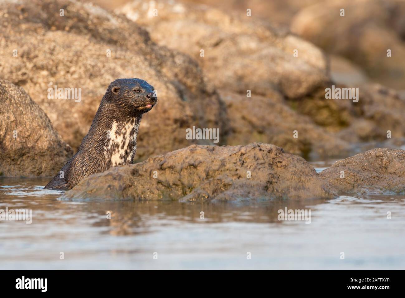Lontra con collo maculicollis, fiume Chobe, Botswana, settembre. Foto Stock Lontra con collo maculicollis, fiume Chobe, Botswana, settembre. Foto Stock