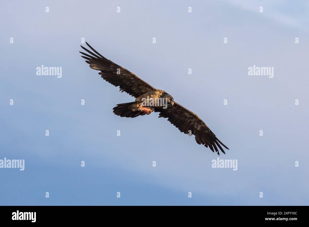 Avvoltoio barbato (Gypaetus barbatus) giovanile, di 3 anni, che porta ossa, Giant&#39;s Castle game Reserve, KwaZulu-Natal, Sudafrica, settembre. Foto Stock