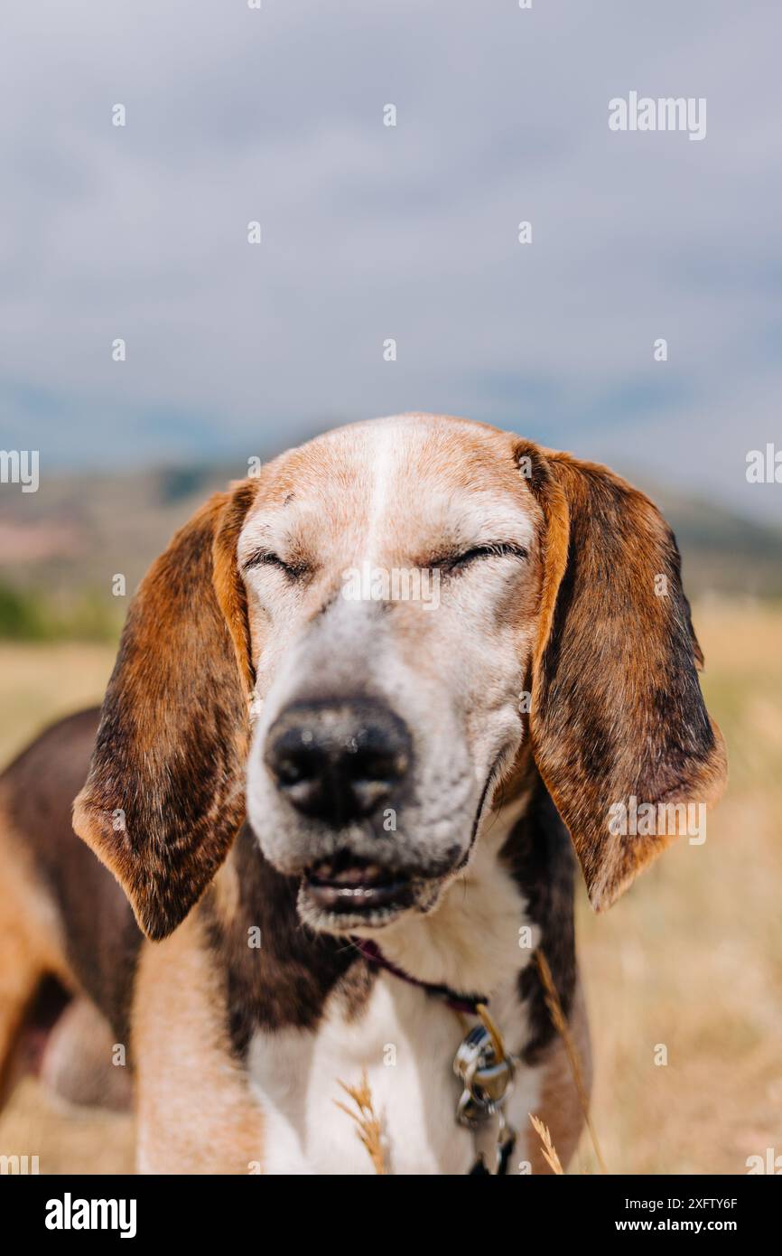 Vecchio cane da levriero Treeing Walker Coonhound con gli occhi chiusi Foto Stock