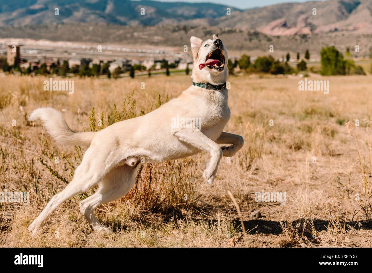 Husky Shepherd cane di razza mista che corre e salta Foto Stock