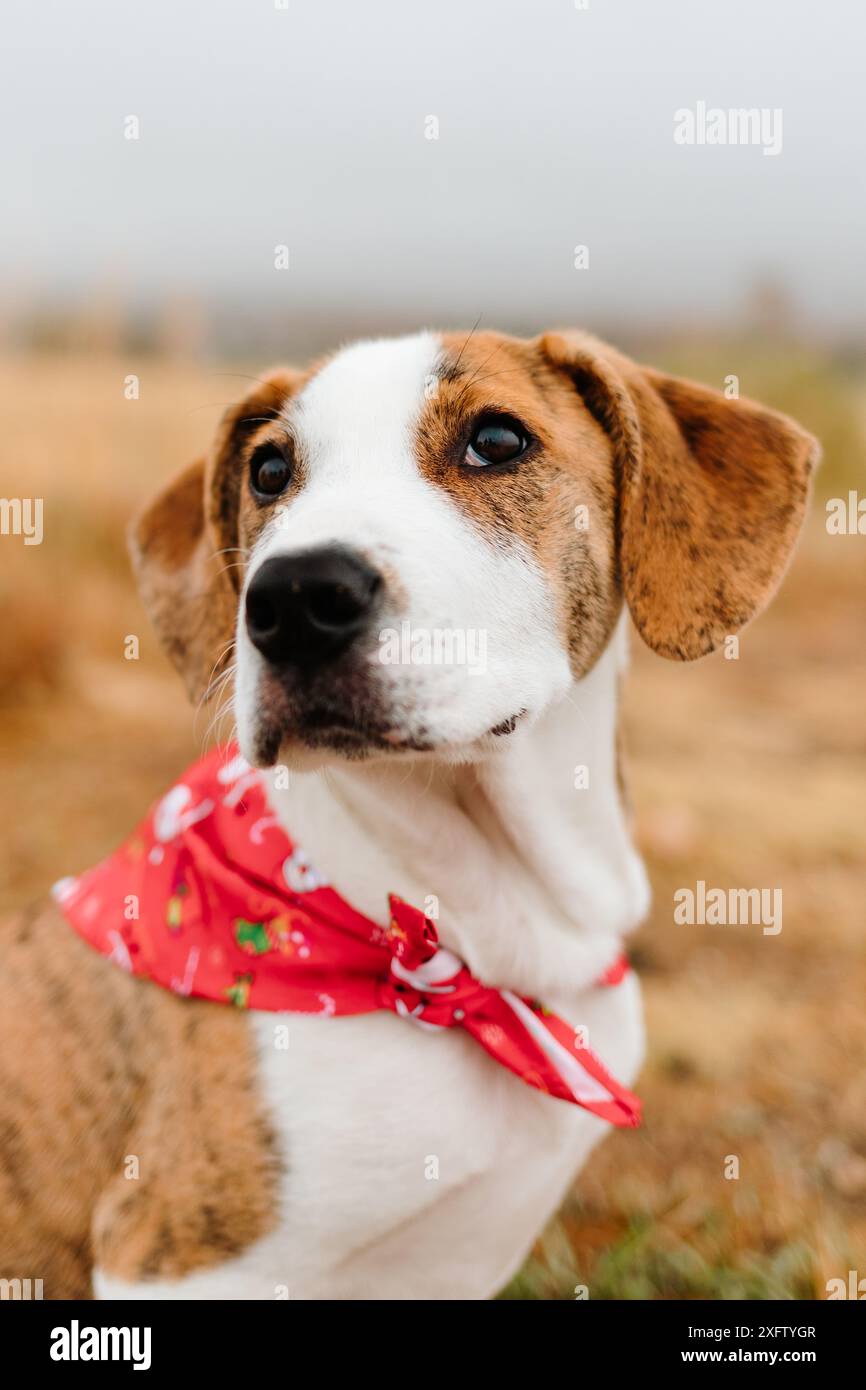 ritratto di un cucciolo muta di razza mista di brindle che guarda in alto Foto Stock