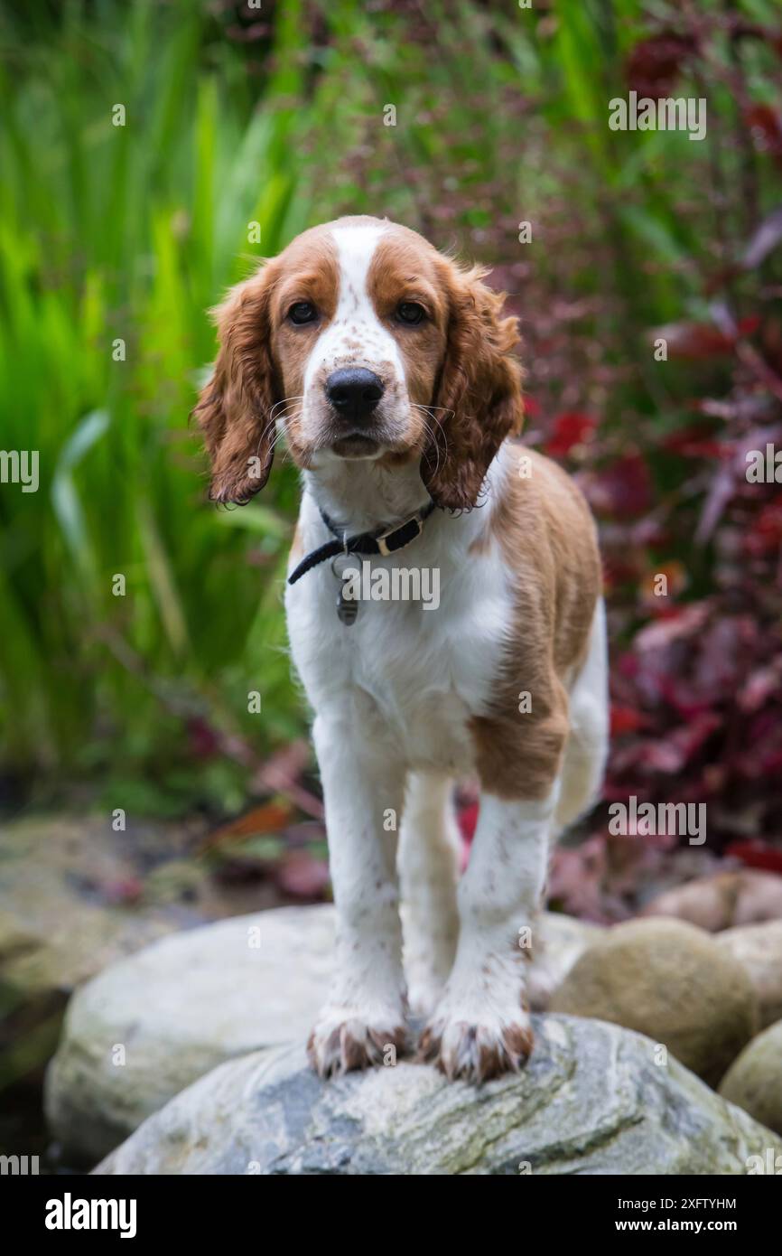 Cucciolo di spaniel Welsh springer con colletto in giardino, North Yorkshire, Regno Unito Foto Stock