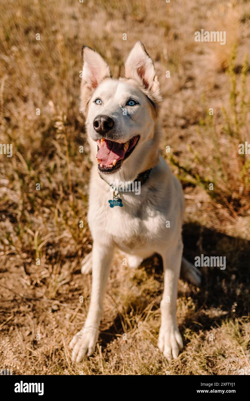 Husky Shepherd cane di salvataggio Muta di razza mista che guarda la macchina fotografica Foto Stock