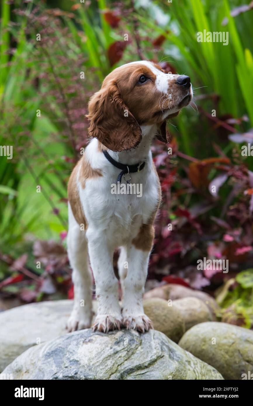 Cucciolo di spaniel gallese springer con colletto in piedi in giardino, North Yorkshire, Regno Unito Foto Stock