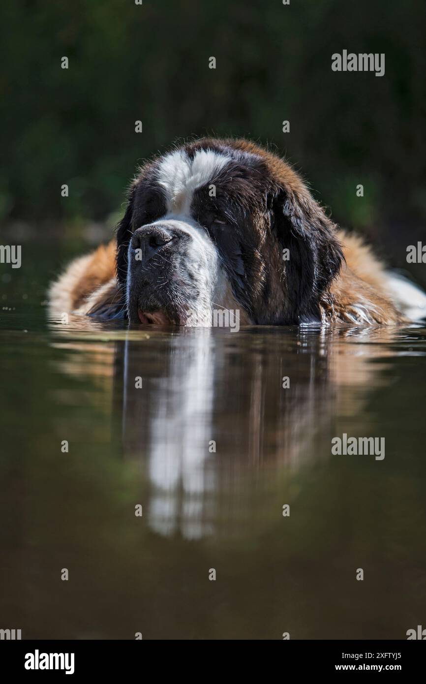 Il cane di San Bernardo si raffredda nel fiume, Wiltshire, Regno Unito Foto Stock
