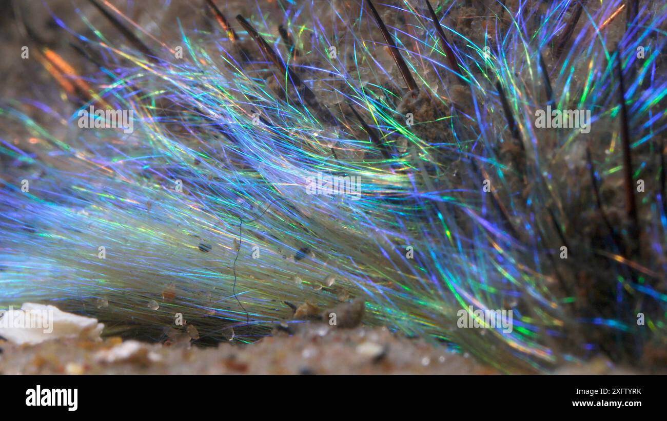 Topo marino (Aphrodite aculeata primo piano di peli iridescenti, Loch Fyne, Scozia, Regno Unito. Cattura schermo dal video. Foto Stock