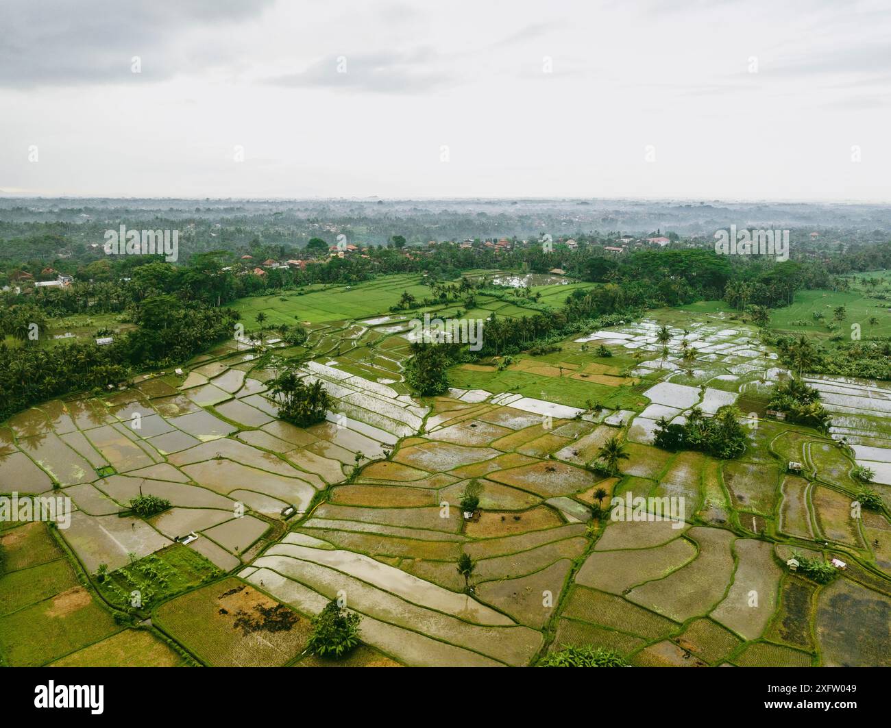 Vista dei campi di riso umidi di Ubud Foto Stock
