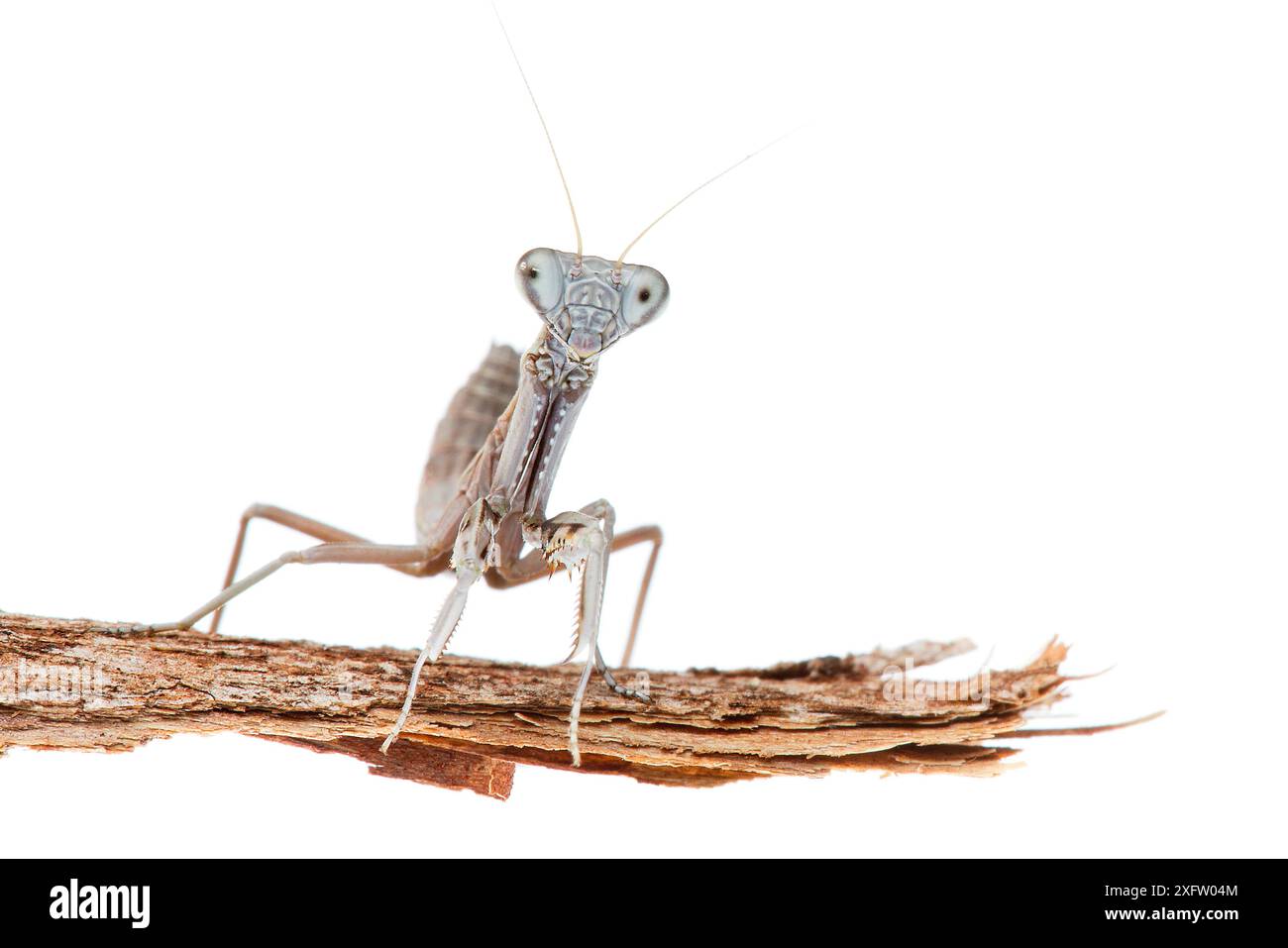 Buying mantis (Sphodropoda tristis) nymph, William Bay National Park, Australia Occidentale. Progetto Meetyourneighbors.net. Foto Stock