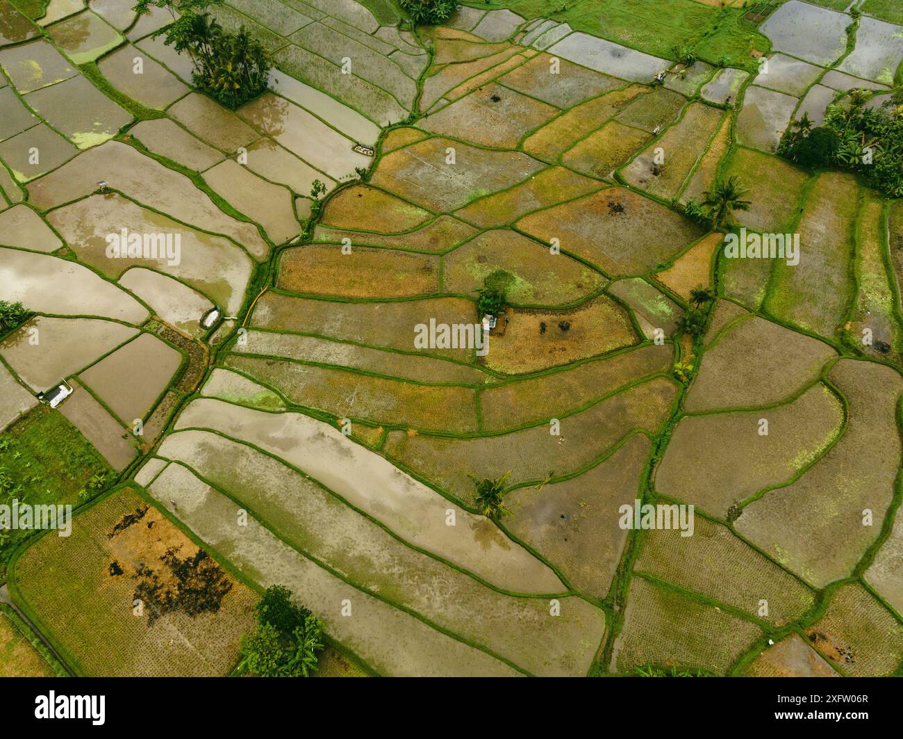 Vista dei campi di riso umidi di Ubud Foto Stock
