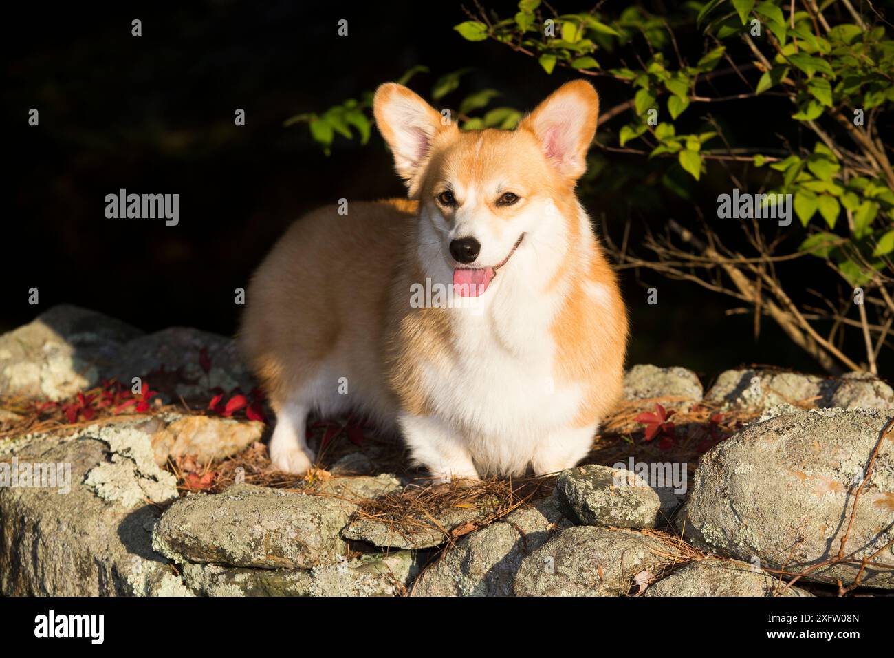 Corgi in autunno sul muro di pietra, Topsmead State Forest, Connecticut, USA. Foto Stock