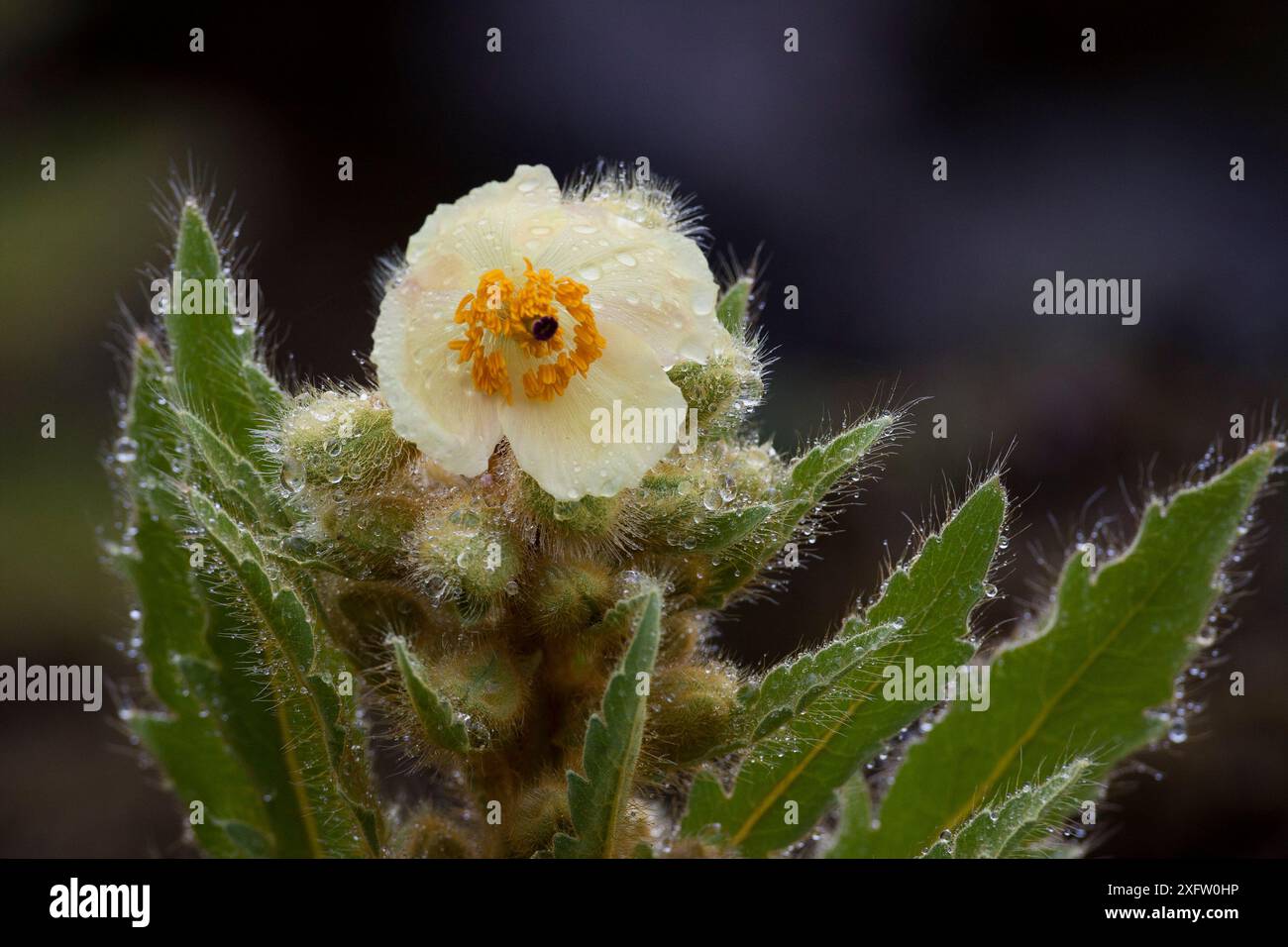 Primo piano del fiore di papavero giallo panico (Meconopsis paniculata), Sikkim. Foto Stock