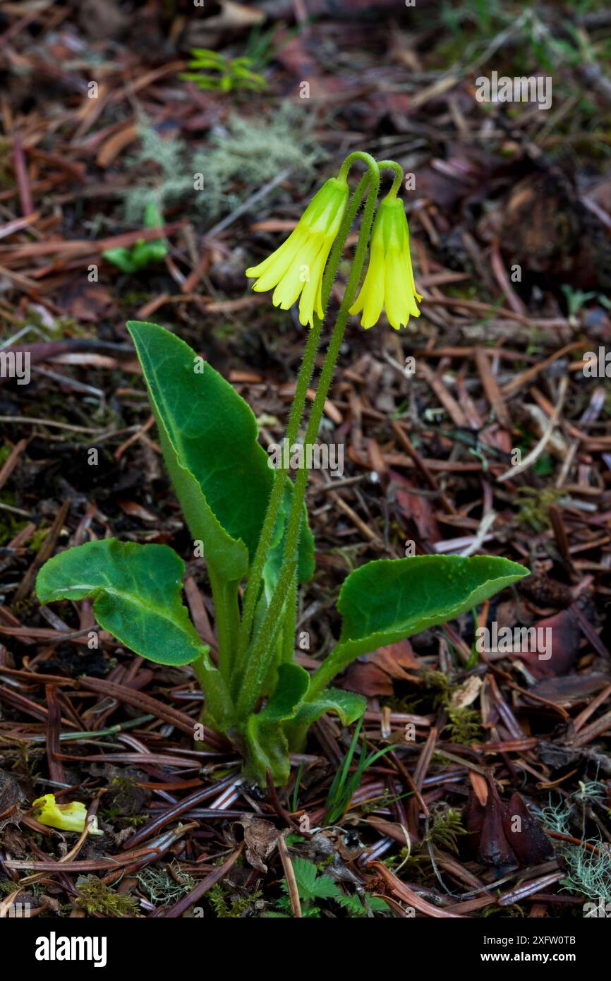 Fiore di Primrose (Primula sp), Chele la, Bhutan. Foto Stock