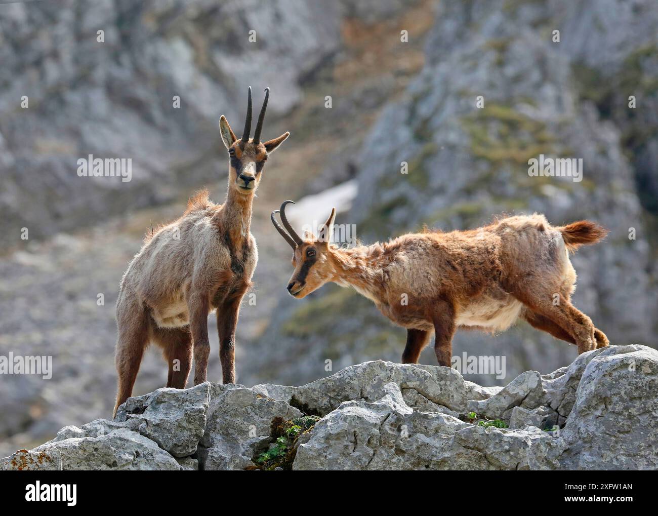 Camosci abruzzesi (Rupicapra rupicapra) in muta primaverile su una sporgenza rocciosa. Appennini, Italia, maggio. Foto Stock